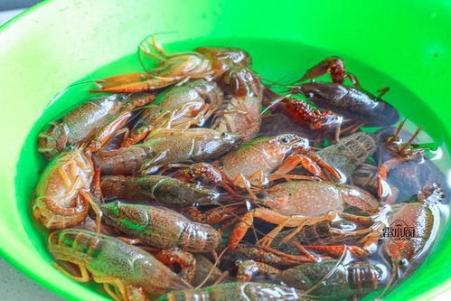 大排檔最火爆的美食,學會了自己做,花錢少,吃到飽 網(wǎng)易訂閱